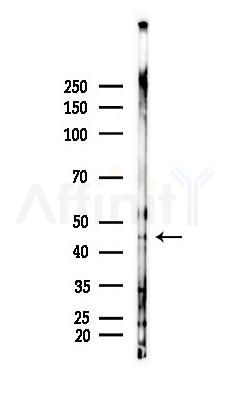 GPAT4 Antibody - Western blot analysis of lysates from Mouse brain, using GPAT4 Antibody at 1/1000 dilution.
