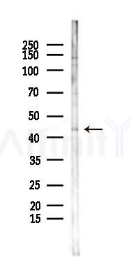 FBXO25 Antibody - Western blot analysis of lysates from HUVEC cells(LPS 4h treatment), using FBXO25 Antibody at 1/1000 dilution.