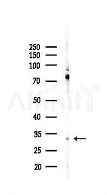 TREX1 Antibody - Western blot analysis of lysates from RAW264.