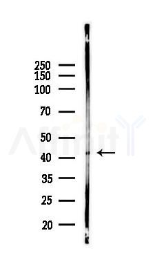 KCNJ12 Antibody - Western blot analysis of lysates from Rat testis, using KCNJ12 Antibody at 1/1000 dilution.