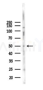 BZW1 Antibody - Western blot analysis of lysates from Mouse lung, using BZW1 Antibody at 1/1000 dilution.