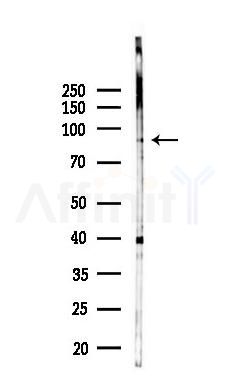 NRROS Antibody - Western blot analysis of lysates from RAW264.