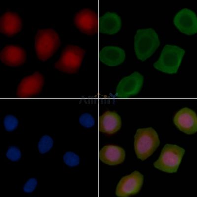 DERA Antibody - DF14813 staining Hela cells(45min of heat-shock treatment) by IF/ICC.