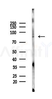 PHEX Antibody - Western blot analysis of lysates from Rat brain, using PHEX Antibody at 1/1000 dilution.