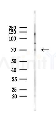 TULP1 Antibody - Western blot analysis of lysates from Rat brain, using TULP1 Antibody at 1/1000 dilution.