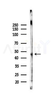 CAMK1D Antibody - Western blot analysis of lysates from Rat brain, using CAMK1D Antibody at 1/1000 dilution.
