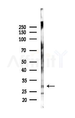 CCDC90B Antibody - Western blot analysis of lysates from Rat brain, using CCDC90B Antibody at 1/1000 dilution.