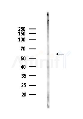 FAR1 Antibody - Western blot analysis of lysates from Rat testis, using FAR1 Antibody at 1/1000 dilution.