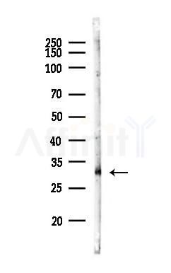 SLC14A1 Antibody - Western blot analysis of lysates from PC12 cells(LPS 4h treatment), using SLC14A1 Antibody at 1/1000 dilution.