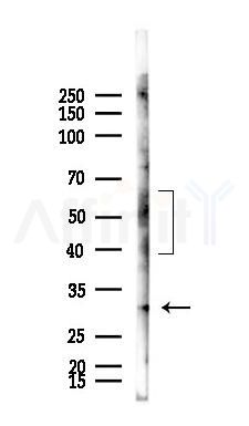 SLC14A1 Antibody - Western blot analysis of lysates from Mouse testis, using SLC14A1 Antibody at 1/1000 dilution.