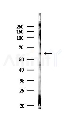 CRISPLD2 Antibody - Western blot analysis of lysates from RAW264.