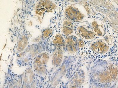 SIGLEC11 Antibody - DF14973 at 1/100 staining human normal gastric tissue by IHC-P.