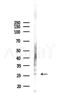 INCA1 Antibody - Western blot analysis of lysates from Mouse brain, using INCA1 Antibody at 1/1000 dilution.