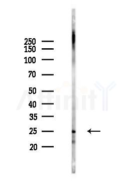 LAPTM5 Antibody - Western blot analysis of lysates from Mouse liver, using LAPTM5 Antibody at 1/1000 dilution.