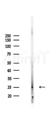 MXD4 Antibody - Western blot analysis of lysates from Mouse lung, using MXD4 Antibody at 1/1000 dilution.