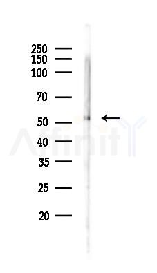 RANBP3L Antibody - Western blot analysis of lysates from Mouse brain, using RANBP3L Antibody at 1/1000 dilution.