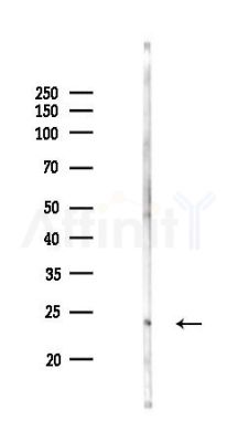 DUSP13 Antibody - Western blot analysis of lysates from Rat testis, using DUSP13 Antibody at 1/1000 dilution.