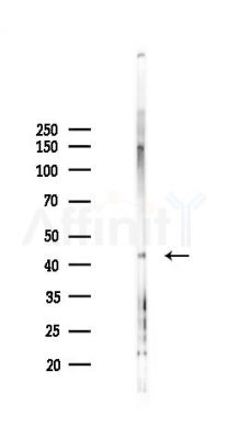 FAM181A Antibody - Western blot analysis of lysates from Mouse lung, using FAM181A Antibody at 1/1000 dilution.