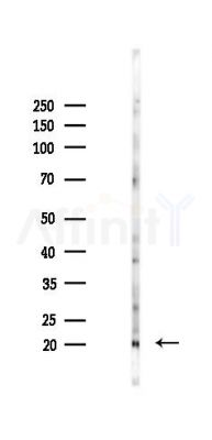 TPPP2 Antibody - Western blot analysis of lysates from Mouse lung, using TPPP2 Antibody at 1/1000 dilution.