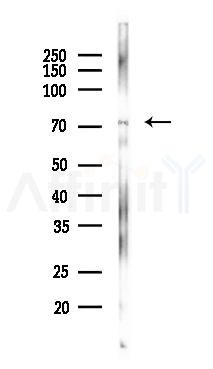 INAVA Antibody - Western blot analysis of lysates from Mouse brain, using INAVA Antibody at 1/1000 dilution.