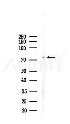 SHCBP1L Antibody - Western blot analysis of lysates from Mouse testis, using SHCBP1L Antibody at 1/1000 dilution.