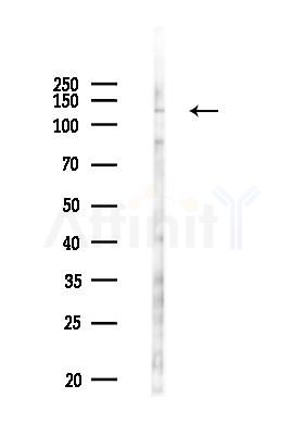 VWA5B2 Antibody - Western blot analysis of lysates from PC12 cells(LPS 4h treatment), using VWA5B2 Antibody at 1/1000 dilution.