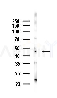 LCOR Antibody - Western blot analysis of lysates from Rat testis, using LCOR Antibody at 1/1000 dilution.