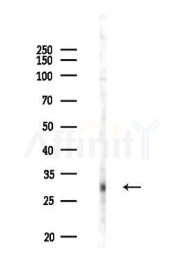 GIMAP6 Antibody - Western blot analysis of lysates from PC12 cells(LPS 4h treatment), using GIMAP6 Antibody at 1/1000 dilution.