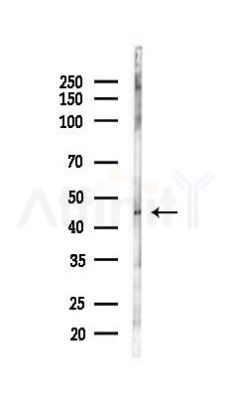 MFSD7 Antibody - Western blot analysis of lysates from A2780 cells(LPS 4h treatment), using MFSD7 Antibody at 1/1000 dilution.