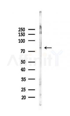 PAPOLA Antibody - Western blot analysis of lysates from Rat brain, using PAPOLA Antibody at 1/1000 dilution.