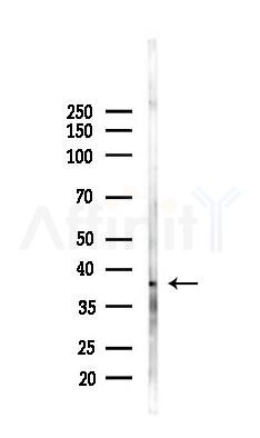 ELAVL3 Antibody - Western blot analysis of lysates from Rat brain, using ELAVL3 Antibody at 1/1000 dilution.