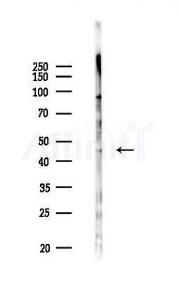 FBXO5 Antibody - Western blot analysis of lysates from RAW264.