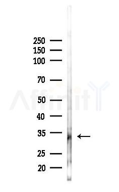 OR4K17 Antibody - Western blot analysis of lysates from Rat liver, using OR4K17 Antibody at 1/1000 dilution.
