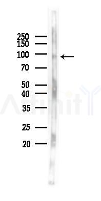 FAM35A/FAM35B Antibody - Western blot analysis of lysates from Mouse brain, using FAM35A/FAM35B Antibody at 1/1000 dilution.