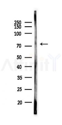 SYBU Antibody - Western blot analysis of lysates from Mouse lung, using SYBU Antibody at 1/1000 dilution.