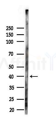 TAS2R3 Antibody - Western blot analysis of lysates from PC12 cells(LPS 4h treatment), using TAS2R3 Antibody at 1/1000 dilution.
