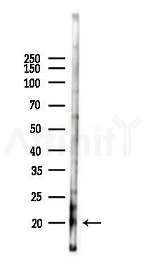 RFLNB Antibody - Western blot analysis of lysates from RAW264.