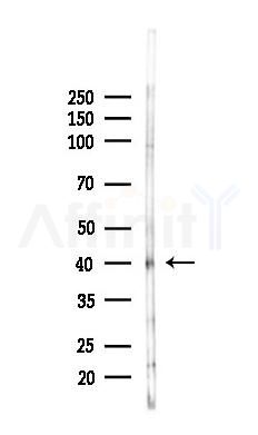 AAR2 Antibody - Western blot analysis of lysates from Rat liver, using AAR2 Antibody at 1/1000 dilution.
