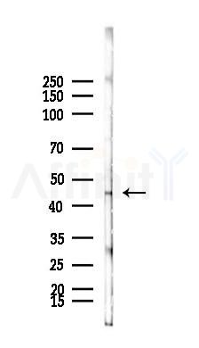 AAR2 Antibody - Western blot analysis of lysates from Mouse testis, using AAR2 Antibody at 1/1000 dilution.