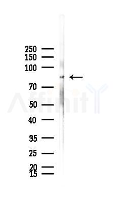 ZNF746 Antibody - Western blot analysis of lysates from Mouse testis, using ZNF746 Antibody at 1/1000 dilution.