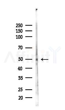 NT5DC4 Antibody - Western blot analysis of lysates from Rat liver, using NT5DC4 Antibody at 1/1000 dilution.