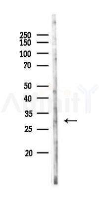 RILPL2 Antibody - Western blot analysis of lysates from Rat liver, using RILPL2 Antibody at 1/1000 dilution.