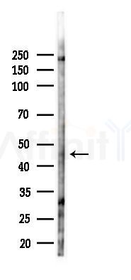 GALK2 Antibody - Western blot analysis of lysates from PC12 cells(LPS 4h treatment), using GALK2 Antibody at 1/1000 dilution.