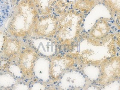 FBXL2 Antibody - DF15330 at 1/100 staining human normal kidney tissue by IHC-P.