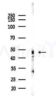 PDK3 Antibody - Western blot analysis of lysates from Rat liver, using PDK3 Antibody at 1/1000 dilution.