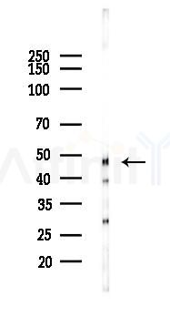 PDK3 Antibody - Western blot analysis of lysates from Mouse testis, using PDK3 Antibody at 1/1000 dilution.