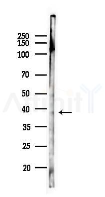 BRMS1L Antibody - Western blot analysis of lysates from Mouse lung, using BRMS1L Antibody at 1/1000 dilution.