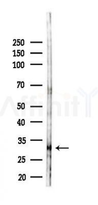UNKL Antibody - Western blot analysis of lysates from PC12 cells(LPS 4h treatment), using UNKL Antibody at 1/1000 dilution.