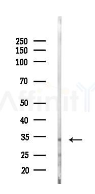 FAM26F Antibody - Western blot analysis of lysates from Rat liver, using FAM26F Antibody at 1/1000 dilution.