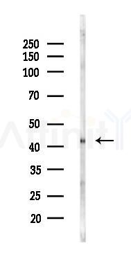 LAIR1 Antibody - Western blot analysis of lysates from Rat liver, using LAIR1 Antibody at 1/1000 dilution.